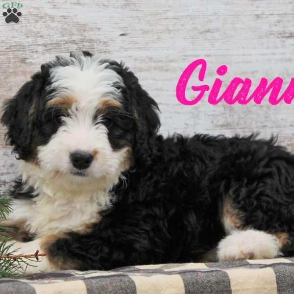 Gianna, Mini Bernedoodle Puppy